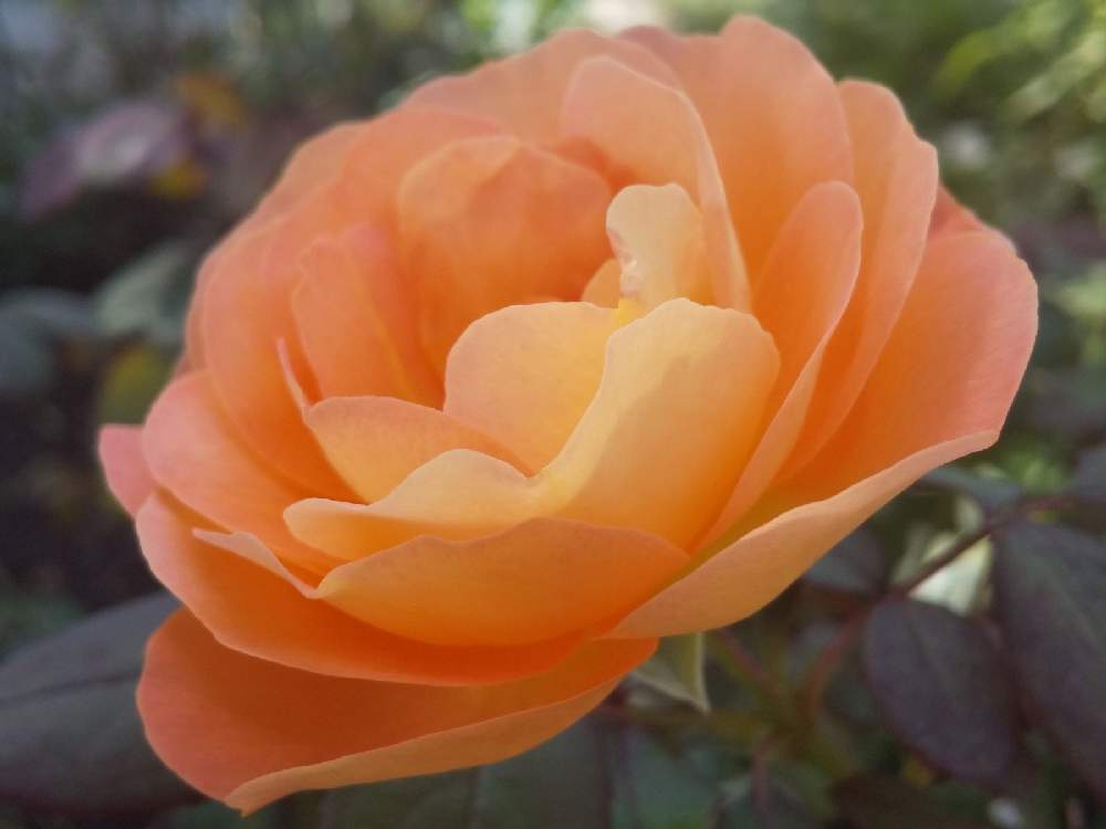 お出かけ先の画像 by 陽だまりの中で……さん | お出かけ先とばら 薔薇 バラ