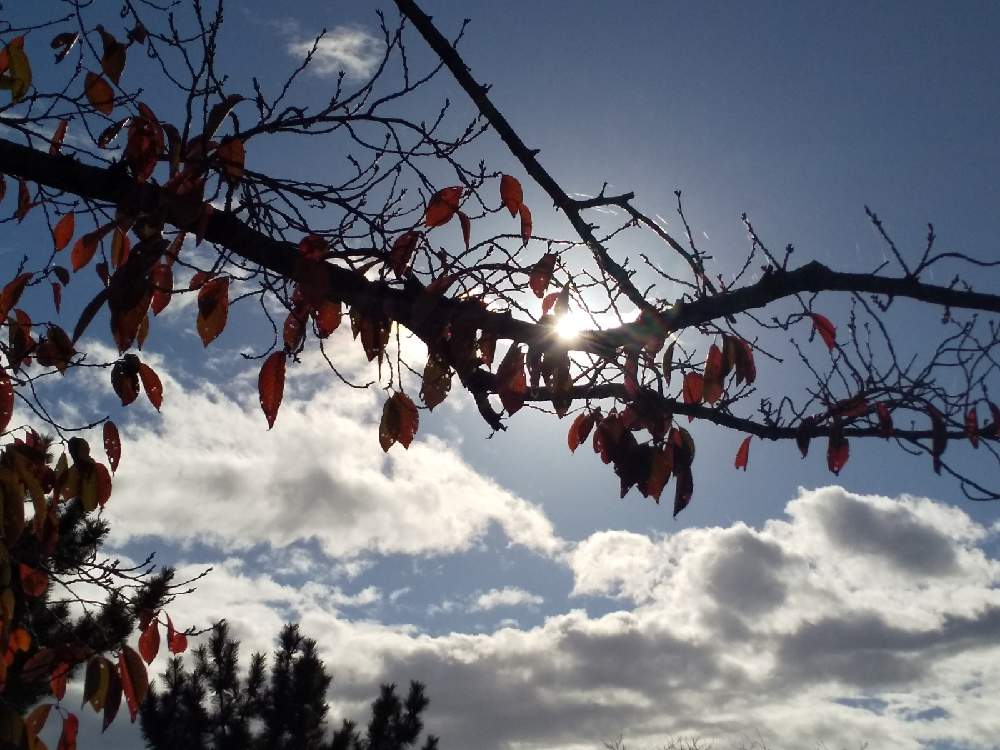 お出かけ先の画像 by 陽だまりの中で……さん | お出かけ先と桜の木☆と木のある風景と空を……☆★☆と京都みどりの散歩道