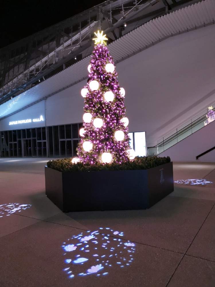 の画像 by ひろさん | 植物のある暮らしとよろしくお願いしますとおうちde菜園とGS映えとGS日和とコーデックスとおうち園芸とGSミニモニ。とコロナおしりペンペン( ・᷄ὢ・᷅ )と熱帯植物