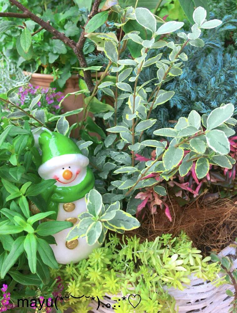 小さな庭の画像 by mayuさん | 小さな庭と観葉植物とXmas気分とおうち園芸とおとぎの国シリーズ