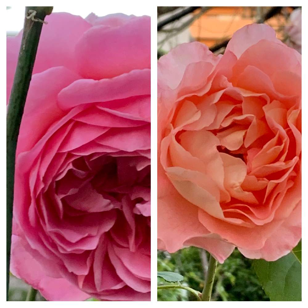 小さな庭の画像 by かずさん | 小さな庭と薔薇 ラベンダードリームと薔薇 アウグステルイーゼと素敵な薔薇のある暮らしとロザリアン★*と薔薇有機栽培とおうち園芸と鉢植え✨とお花大好き✨と花のある暮らし