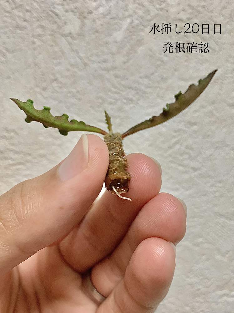 の画像 by 南波先生さん | ユーフォルビア デカリーとno green no lifeとコーデックスと植中毒とビバ発根!と塊根植物とbotanical lifeとユーフォルビアと葉っぱアートとキモカワ系とGS沖縄支部と生きろ、そなたは美しい