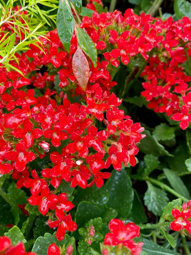 お出かけ先の画像 by さいたまさん | お出かけ先とカランコエとRED RED REDと本日の花とイキイキ✨と休日の過ごし方と花びらの魅力✨