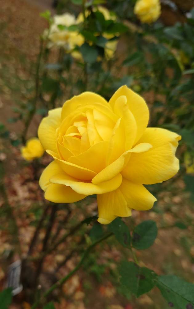 お出かけ先の画像 by カタカゴさん | お出かけ先と薔薇カルトドゥルと薔薇と癒やされると代々木公園と医療・介護の皆様に感謝と乗り切ろうコロナと水曜ローズショーと素敵な花と秋の風情ときれいと頑張れ日本とありがとう医療従事者の方々と黄色いお花大好き協会と薔薇♪と良い香りと㊗️じゅんさん2200pic