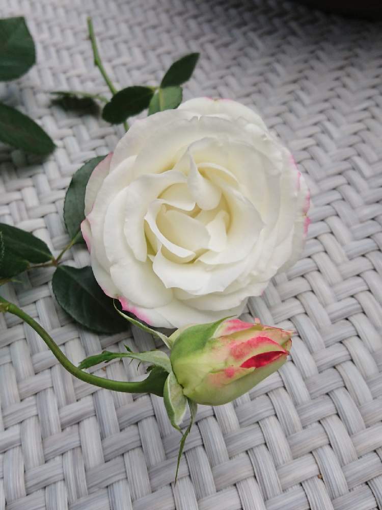 テラスの画像 by BLANKAさん | テラスと薔薇と花のある暮らしと可愛い花とおうち園芸と薔薇 ジュビレ・デュ・プリンス・ドゥ・モナコ