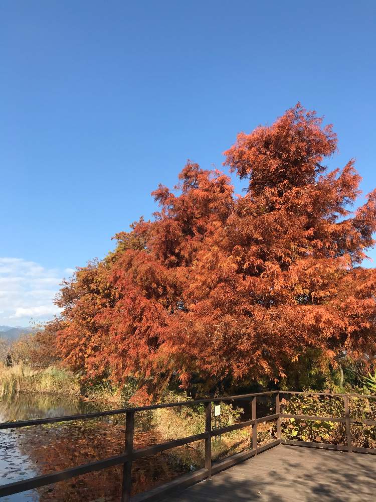 の画像 by メイさん | ラクウショウの紅葉と散歩と平塚花菜ガーデンと落羽松(ラクウショウ)