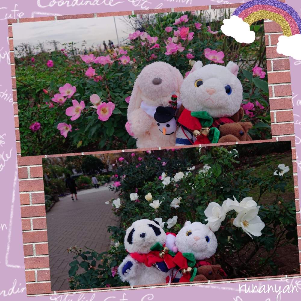 お出かけ先の画像 by るなにゃんさん | お出かけ先とばらとばら バラ 薔薇とぬいぐるみと山下公園とみるくとぬい撮りと横浜
