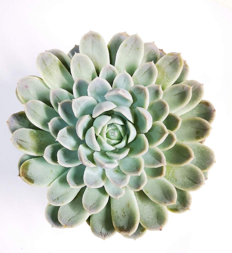 バルコニー/ベランダの画像 by eyeさん | バルコニー/ベランダとEcheveria 'Arctic Ice'とアークティック アイスとBromelia Gifu苗とeARTH SUCCULENTSと☆eye☆740と☆eye☆あ行とアークティック アイスと☆eye☆エケベリア属とアークティックアイス⭐︎と交配種とAltman Plantsとおうち園芸とブロメリアギフ産と☆eye☆交配親不明とアークティックアイス♡とエケベリア属とGREEN ROOMと☆eye☆交配種とBromelia Gifuとブロメリアギフと八ヶ岳セレクションと北極の氷