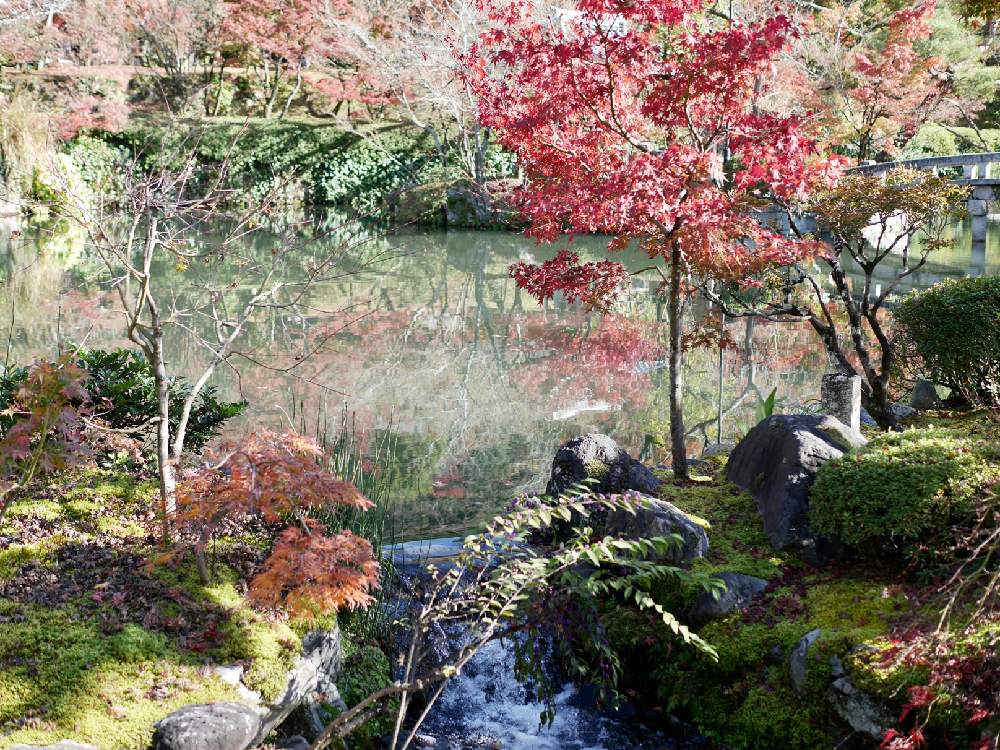 お出かけ先の画像 by 由美子さん | お出かけ先とモミジと紅葉フォトコン2020とLUMIX gf7と京都 永観堂とパナライカ25mmと由美子go to京都とミラーレス一眼と水曜水分
