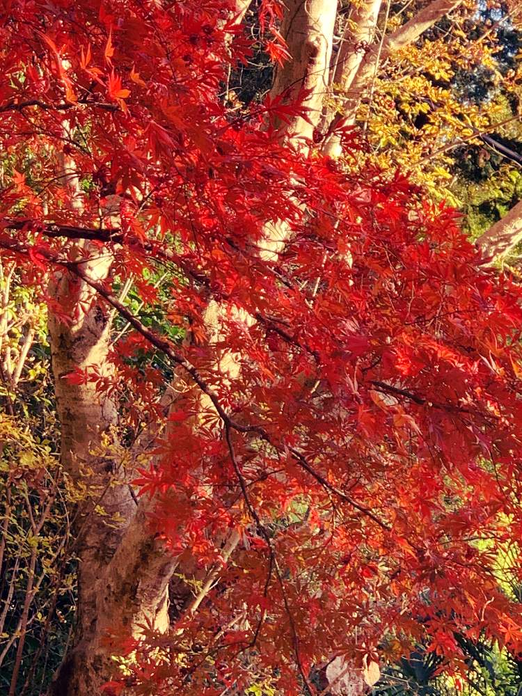 お出かけ先の画像 by EMIさん | お出かけ先と公園とお散歩と花のある暮らしと紅葉フォトコン2020