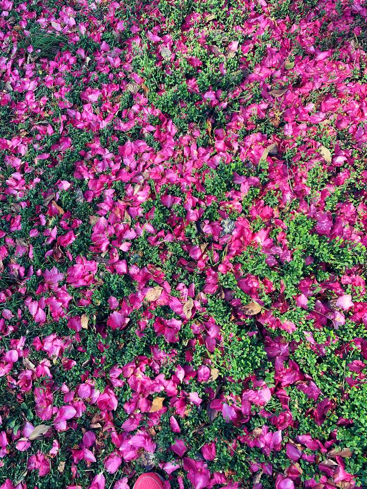 お出かけ先の画像 by EMIさん | お出かけ先と公園とお散歩と花のある暮らしとサザンカ(山茶花)