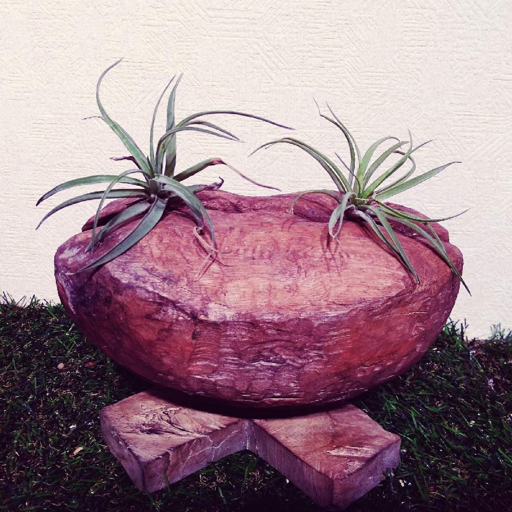 部屋の画像 by まりみさん | 部屋と着生植物とエアー プランツとおうち園芸と植中毒とお部屋ジャングル化計画とDAISO産