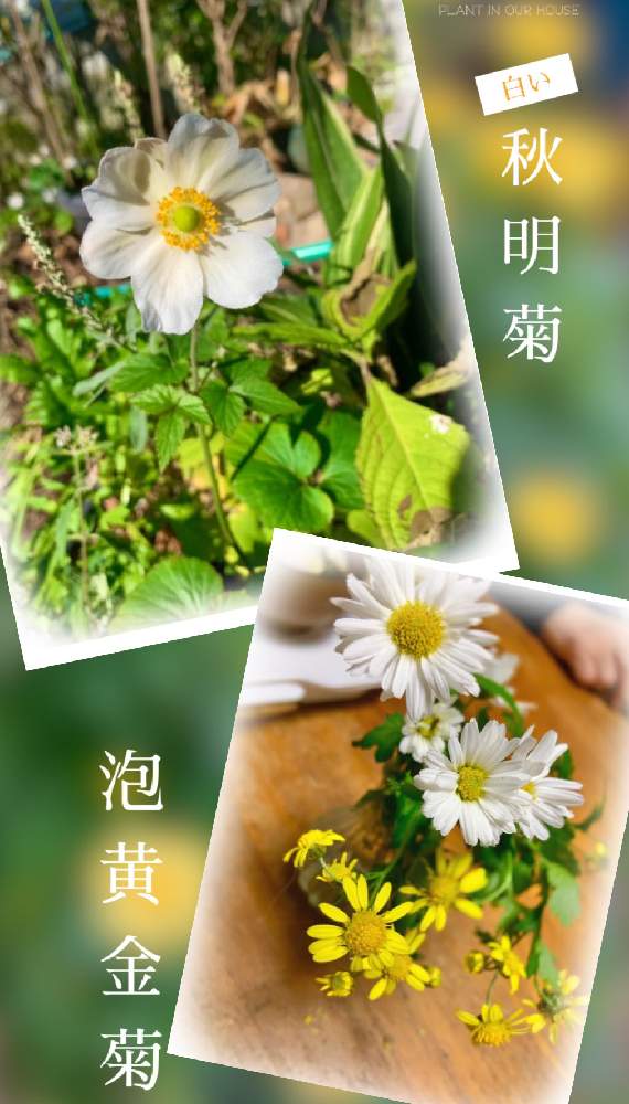 広い庭の画像 by kane flowerさん | 広い庭とアワコガネギクと秋明菊と泡黄金菊と中ぐらいの庭とおうち園芸と家庭菜園と埼玉県