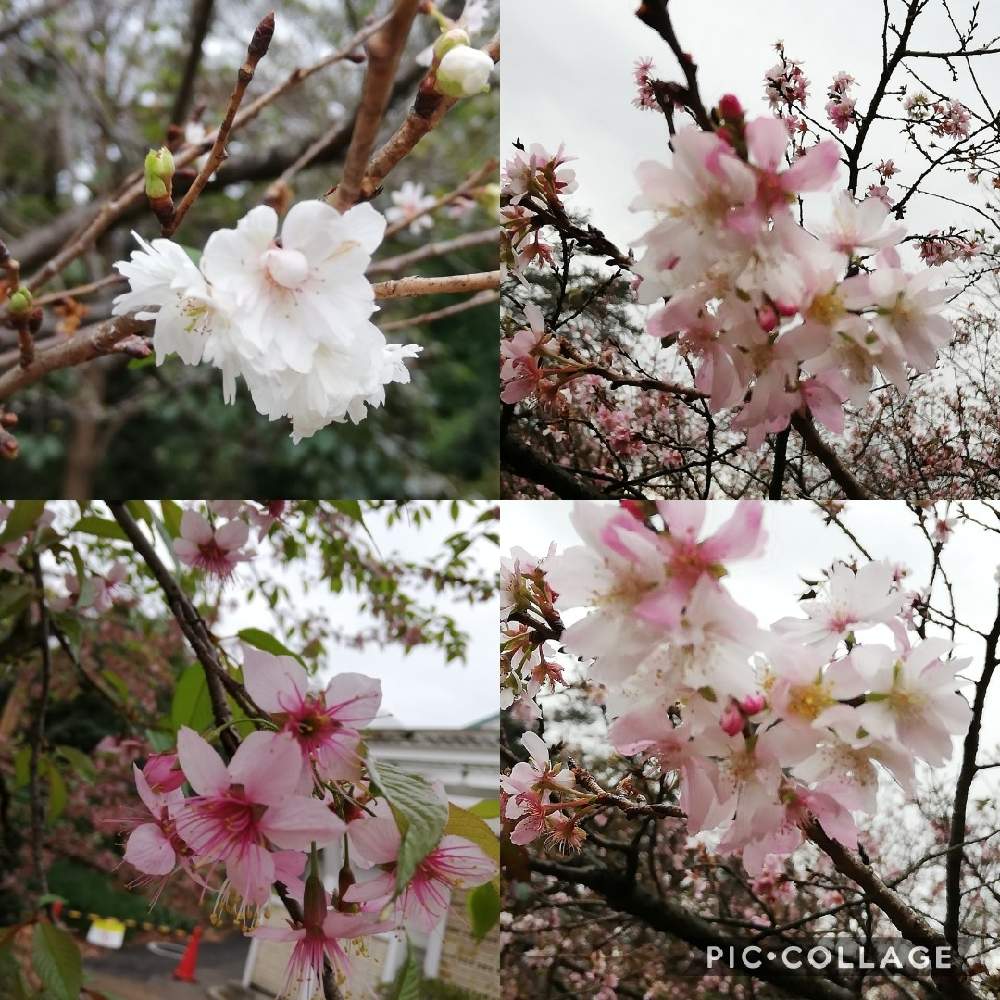お出かけ先の画像 by リリーさん | お出かけ先とヒマラヤザクラとコブクザクラ(子福桜)と十月桜(ジュウガツザクラ)と癒やされると新宿御苑と優しい花と美しい花と花のある暮らしと晩秋