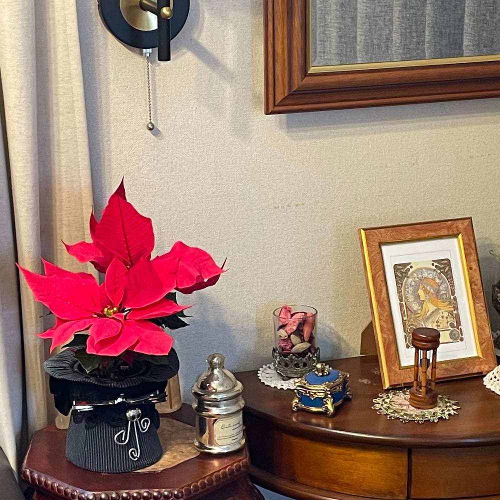 インテリアの画像 by Grace Placeさん | インテリアとポインセチア(猩々木)と花言葉と花のある暮らしと誕生花とGS映え