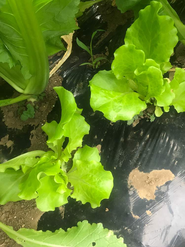 の画像 by GOOSさん | 子持ち高菜と美味タスと混植家庭菜園と家庭菜園とかくれんぼと秋冬野菜と混植大好きと家庭菜園奮闘日記