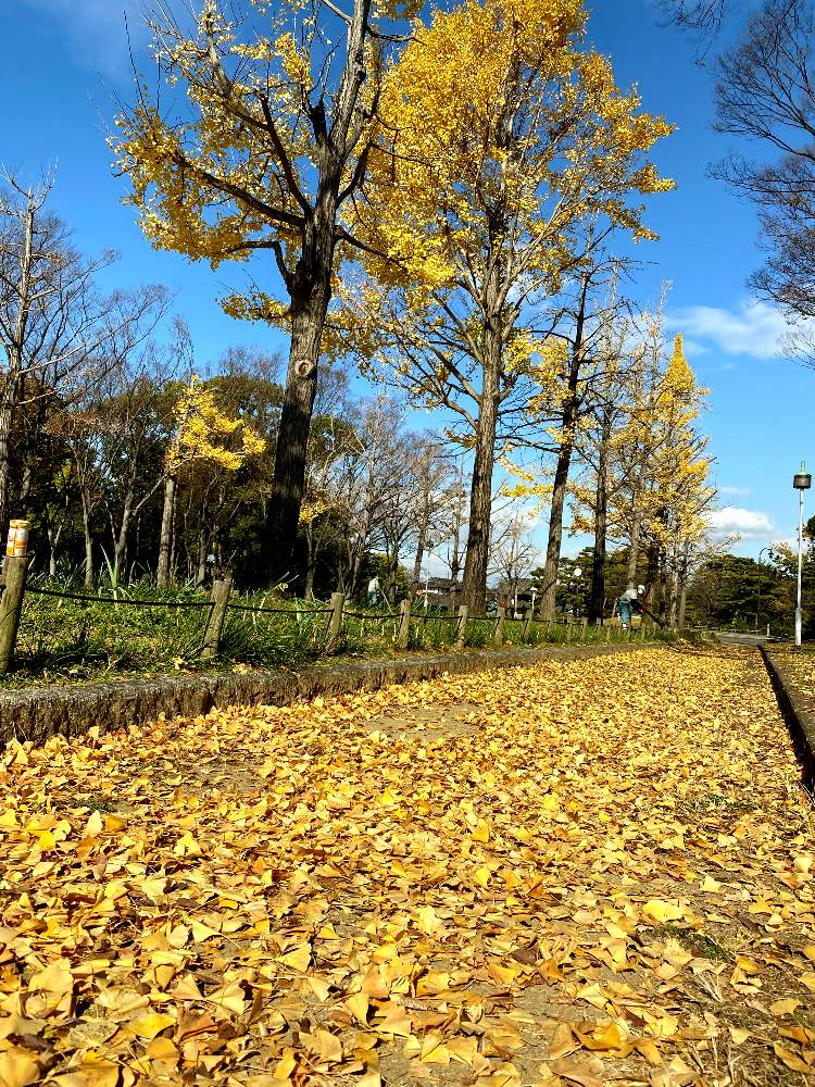 お出かけ先の画像 by かよさん | お出かけ先とイチョウと紅葉フォトコン2020とキュンキュン乙女倶楽部と小さな幸せ❤と大仙公園と気分転換とコロナに負けるな!と植中毒とGSの皆さんに感謝❣️と紅葉狩りと落ち葉とお散歩