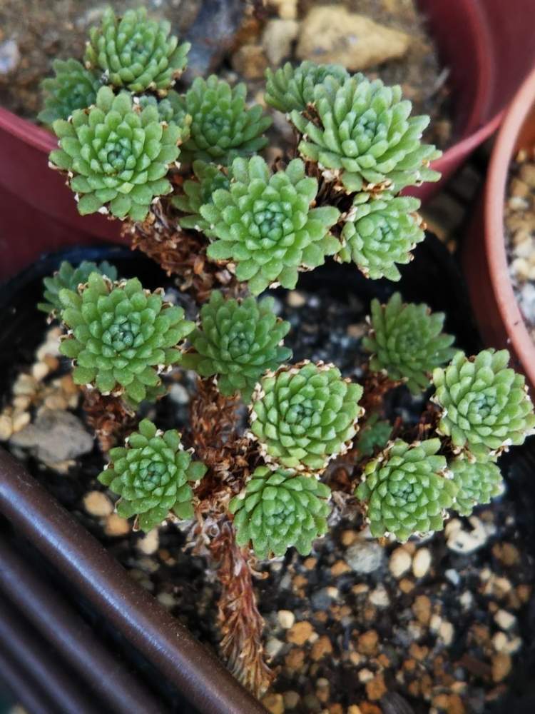 棚の画像 by はははさん | 棚と多肉屋敷とセダム属と多肉植物とセダム小松緑と観葉植物と小松緑 セダムとおうち園芸と群生派