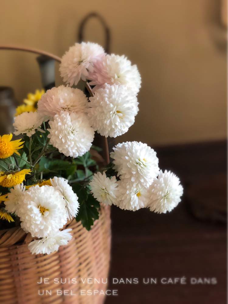 お出かけ先の画像 by Madame Dさん | お出かけ先と菊 きくと癒しと緑のある暮らしと可愛いとカフェとマム♪