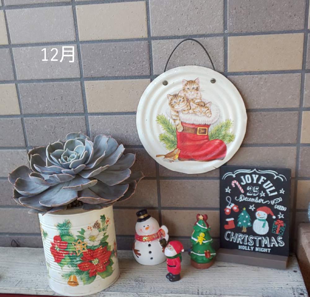 バルコニー/ベランダの画像 by 媛だるまさん | バルコニー/ベランダと多肉植物とリメイク缶とおうち園芸とTop