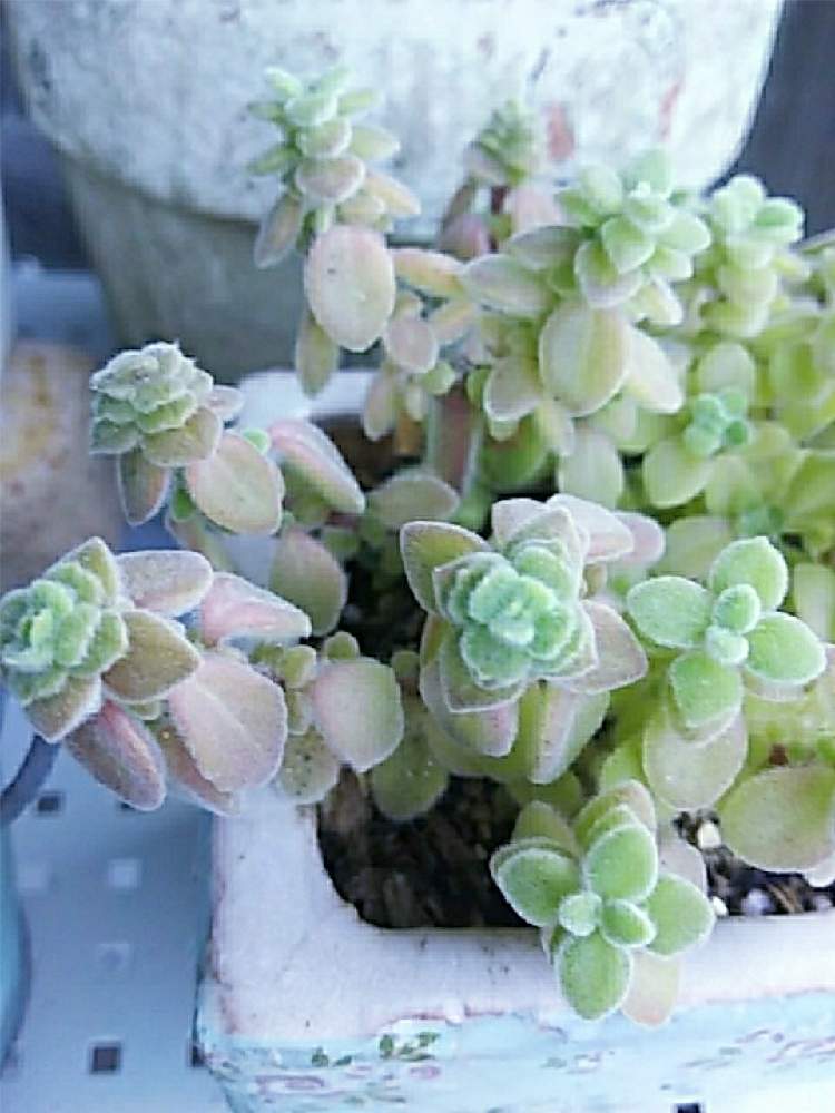 玄関の画像 by *chocomint*さん | 玄関と多肉植物とシルバーグラス♪̊̈♪̆̈と田舎暮らしと多肉のある暮らしとおうち園芸とプレクトランサス属 シルバーグラスとナチュラルスタイル