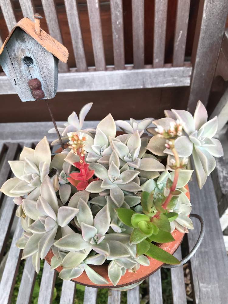 バルコニー/ベランダの画像 by グッチさん | バルコニー/ベランダと多肉植物初心者とおうち園芸