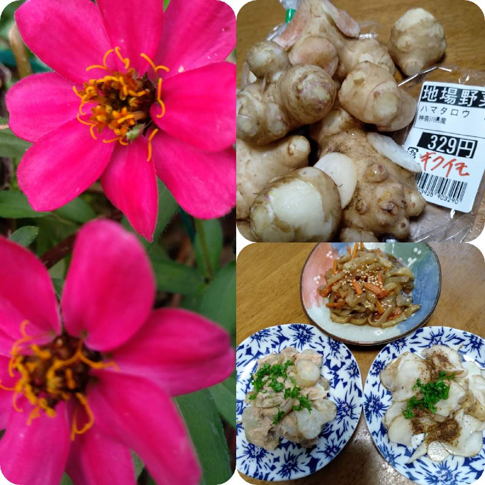 小さな庭の画像 by のぶこさん | 小さな庭とお花に癒されてと妄想倶楽部とおうち園芸とキクイモ♥