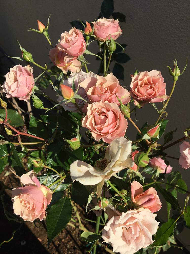 小さな庭の画像 by クサガメかめこさん | 小さな庭とばら バラ 薔薇とバラ グリーンスリーブスとおうち園芸