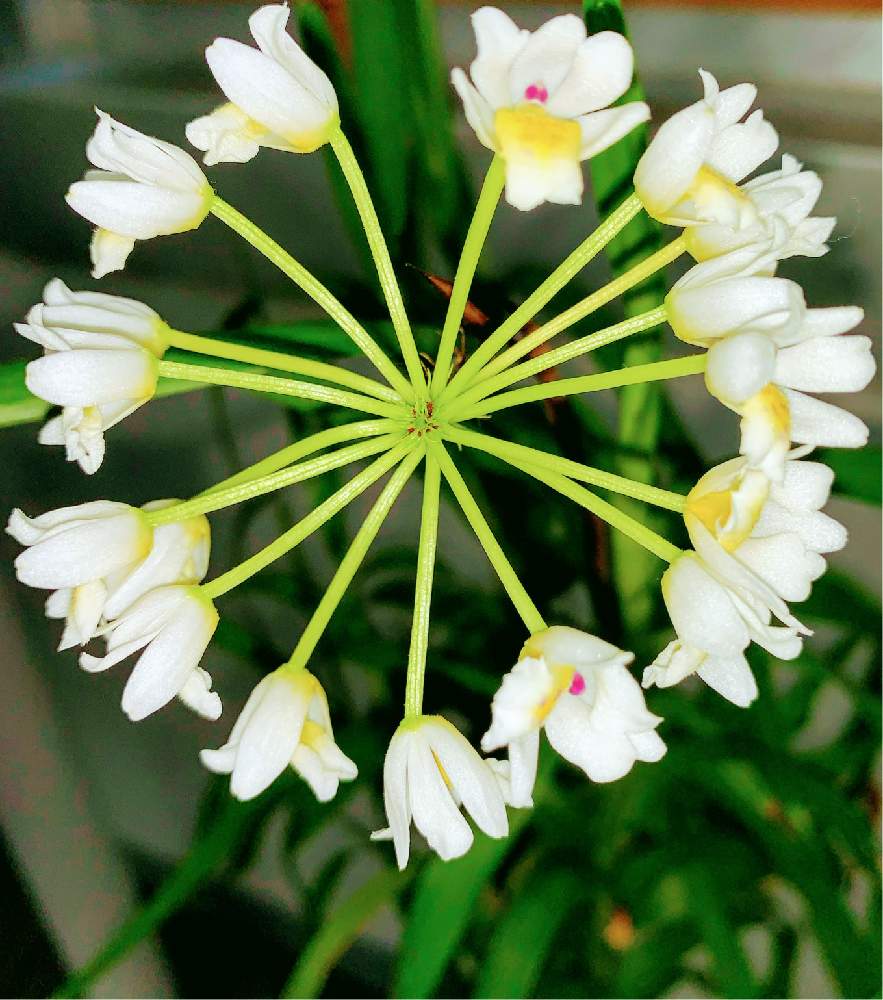 お出かけ先の画像 by EMIさん | お出かけ先とラン科とお散歩と花のある暮らしと大温室