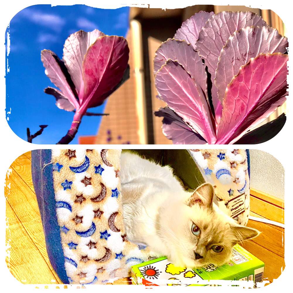 バルコニー/ベランダの画像 by マユンさん | バルコニー/ベランダと葉ボタンとねこちゃん♡