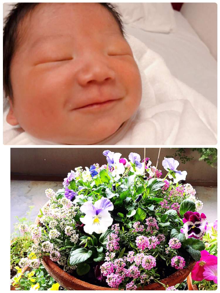 の画像 by りみさん | アリッサムとパンジーと産まれましたとおうち園芸と寄植えと鉢植えとにっこりと1,000万枚突破とビオラ苗ケース希望と「パンジー&ビオラ寄植えフォトコンテスト」-CAINZ