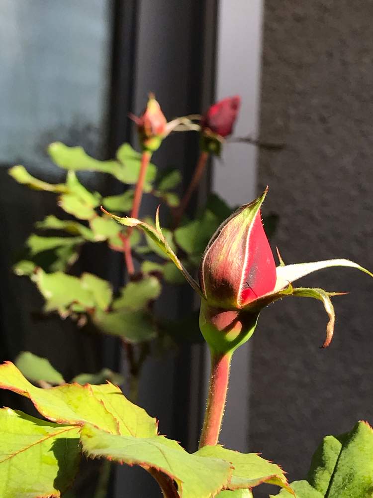 小さな庭の画像 by hiro-151e.さん | 小さな庭とディスタント・ドラムスとスマホ撮影とばら バラ 薔薇とおうち園芸とおきにいりとお庭の植物と花のある暮らしとバラ愛同盟