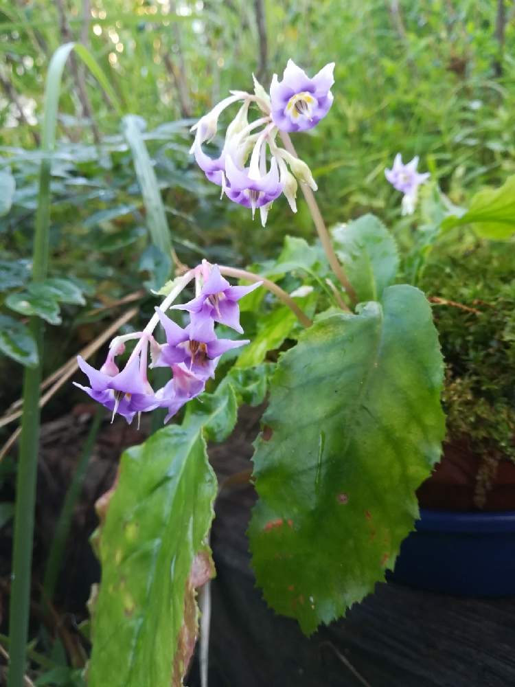 小さな庭の画像 by 阿南田零さん | 小さな庭とイワタバコとConandron ramondioidesと着生植物と山野草と山菜と紫色の花と夏の花とおうち園芸とガーデニングと花のある暮らしとイワタバコ科とイワタバコ属
