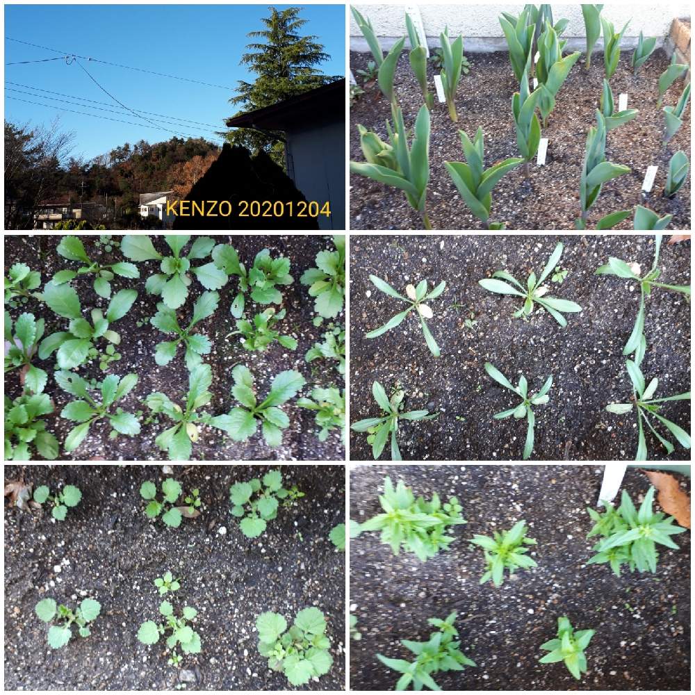 小さな庭の画像 by Farmers Plant Seedsさん | 小さな庭と秋蒔きと植物のある暮らしと植物の越冬と植え付けとおうち園芸と庭のある暮らしと季節の変わり目と花のある暮らしと春夏秋冬と暮らしの仲間たち