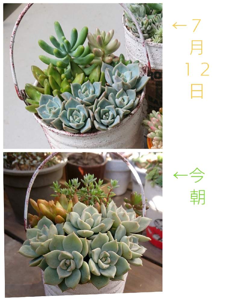 バルコニー/ベランダの画像 by むーみんさん | バルコニー/ベランダと銘月と多肉植物とみどりのある暮らしとベランダガーデニングと多肉植物寄せ植えと多肉女子と成長記録とリメイク缶