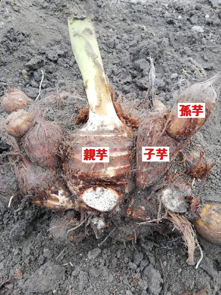 畑の画像 by ワイルドガーデンさん | 畑とサトイモと秋冬野菜と家庭菜園奮闘日記とおうちde菜園とあつまれ野菜の森