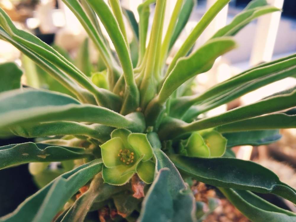 バルコニー/ベランダの画像 by poporopoooさん | バルコニー/ベランダと塊根植物のある暮らしとおうちde菜園と塊根大好きと多肉植物のある暮らしとコーデックスとCaudexと塊根植物と多肉好きとユーフォルビア 逆鱗竜と珍奇植物と花のある暮らしとユーフォルビアとビザールプランツとzooo plants
