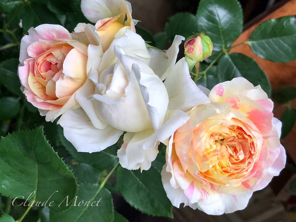 の画像 by nyacoさん | 私のローズガーデンinベランダ♬とばら バラ 薔薇と薔薇愛同盟と絞りのバラとベランダガーデニングとバラのある暮らしとベランダガーデンとバラと夢CLUBとデルバールとクロード・モネとフレンチローズとバラが好きとGSでバラ園と薔薇♪とばら 薔薇 バラとバラ・ミニバラとベランダでバラを♬とバラを楽しむ
