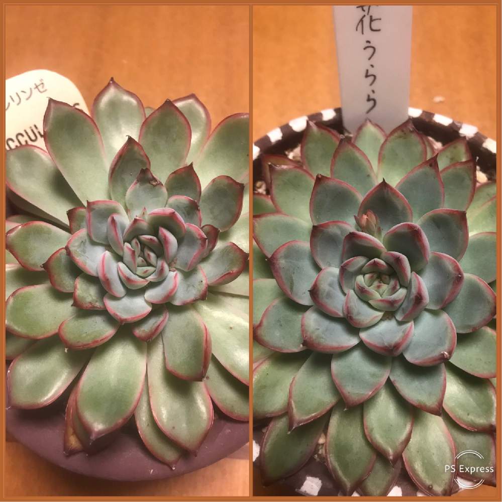 バルコニー/ベランダの画像 by ミッチーさん | バルコニー/ベランダと花うららとプレリンゼと多肉植物とワンコと暮らすとミッチの会とニャンコと暮らすと感謝を込めてと花のある暮らし