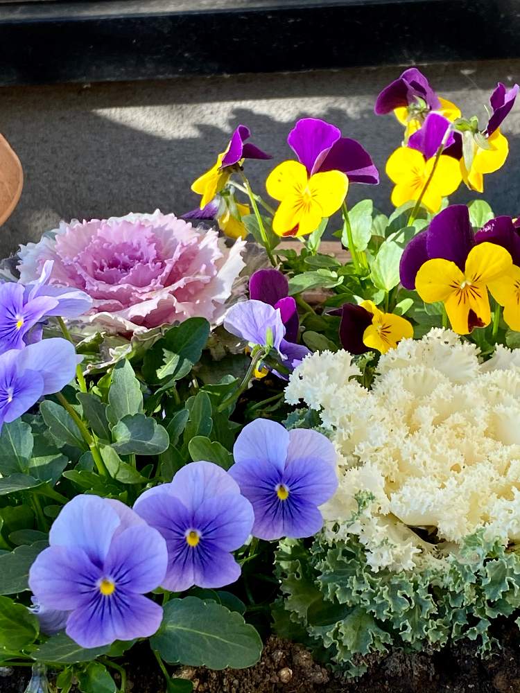 小さな庭の画像 by Be happy !さん | 小さな庭と寒さに負けないとはぼたん♪とbe happy❤️と寄せ植えと愛らしいとおうち園芸と季節を感じるとビオラ☆と心が和みます。と癒し…♡と冬の庭を彩る