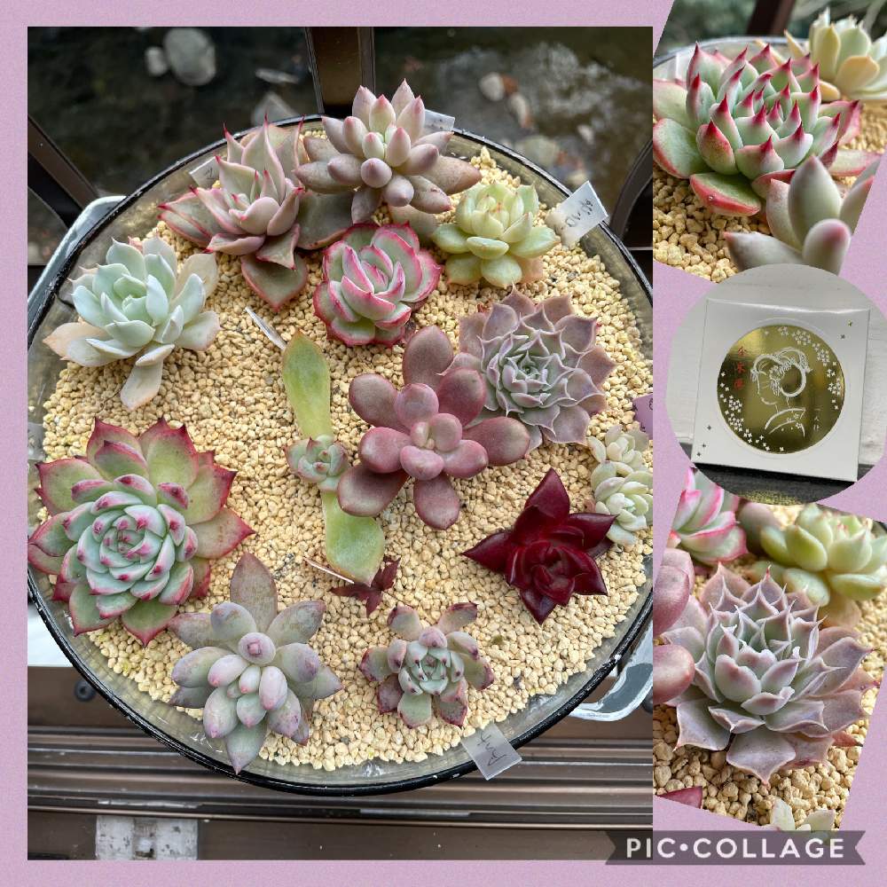 窓辺の画像 by しーmamaさん | 窓辺と多肉中毒と多肉植物と葉挿しっ子と寄せ植えとお気に入り♡と多肉ちゃんと多肉女子と癒されると娘との思い出