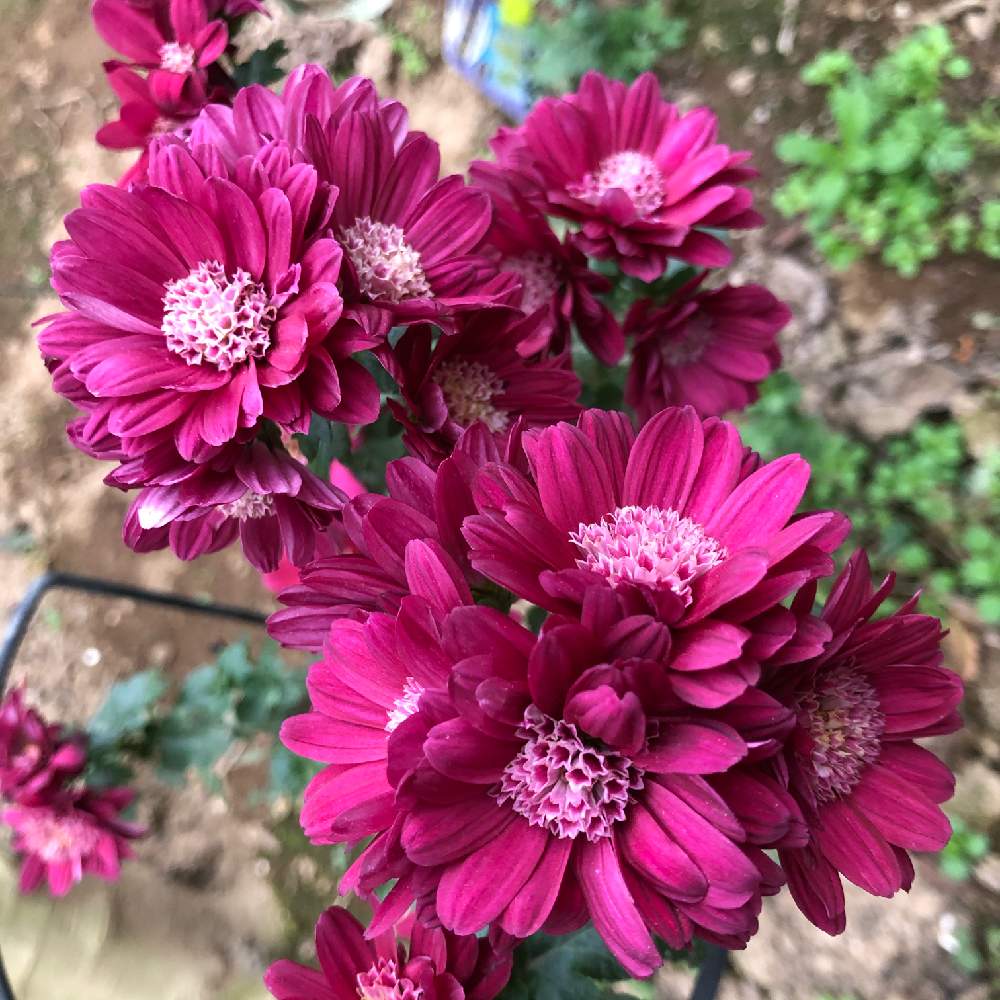 小さな庭の画像 by ネズナイカさん | 小さな庭とキク(菊の花)と癒しと花のある暮らしと美しい花とおうち園芸