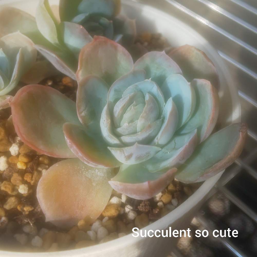 エントランスの画像 by Succulent so cute ♥さん | エントランスと星影とポトシナとElegance potosinaとcute ♥️ ポトシナとエレガンス系♥とチーム大阪とno green no lifeとお気に入り~✴️とエケベリア属とスマホ撮影加工なしとsucculent so cute ♥️とチームグリーンとgreenとSucculent Lifeとenjoy botanical life ♥️とcute ♥️ エケとso cute garden ♥️とGS萌え~✴️と多肉コレクション♥と葉っぱlove♥と冬の多肉ちゃんとsucculentとsucculent love ♥