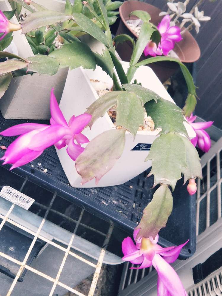 の画像 by KELO-GUさん | 多肉植物と植物のある暮らしとGS映えとデンマーク・カクタスとひやみかち首里城!とおうち園芸と植中毒と珍奇植物と植物に男前なんてない