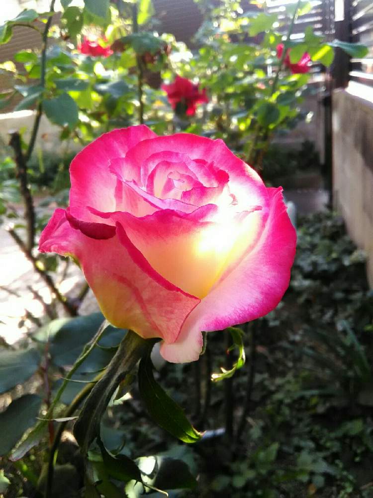 小さな庭の画像 by あんぜんさん | 小さな庭とダブルデライトとバラを楽しむとばら バラ 薔薇とばら 薔薇 バラ