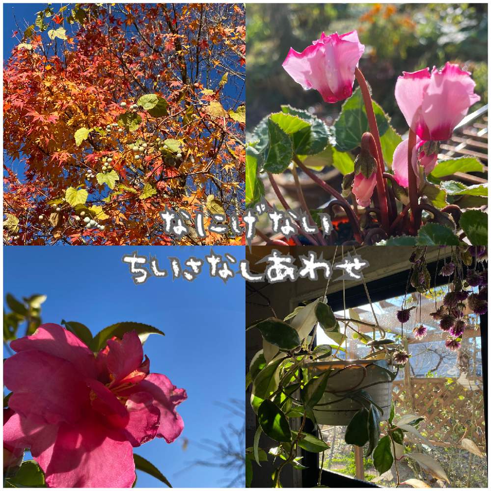 小さな庭の画像 by ネイビーさん | 小さな庭と山茶花・さざんかとおうち園芸とホヤとげんきもらえますと新潟と可愛いね❗と花のある暮らしとガーデンシクラメン❤︎と癒しのひと時