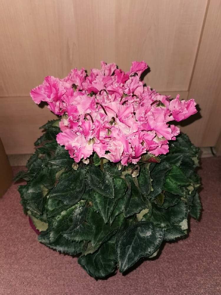 の画像 by マカロンさん | 幸せ♡とシクラメンのお歳暮とflowerとシクラメン大好きとシクラメン。と花のある暮らしとおうちで自然を感じるとシクラメンシーズン