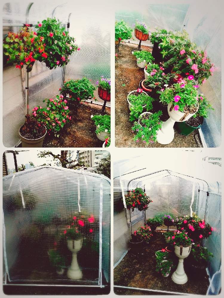 の画像 by マカロンさん | 小さな幸せ❤とおうち園芸とビニール温室と簡易温室とflowerと花のある暮らしとおうちで自然を感じる