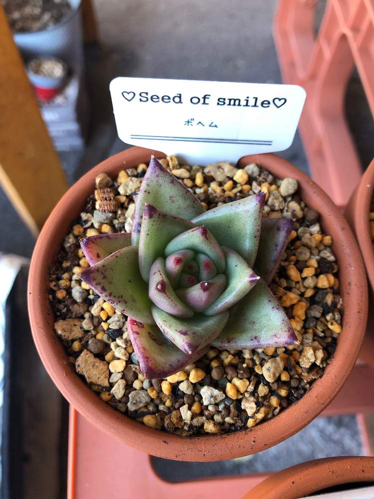 アプローチの画像 by hippo potamasさん | アプローチとボヘムと多肉植物と多肉男子とgreen gardenとおうち園芸とbotanical lifeと花のある暮らし