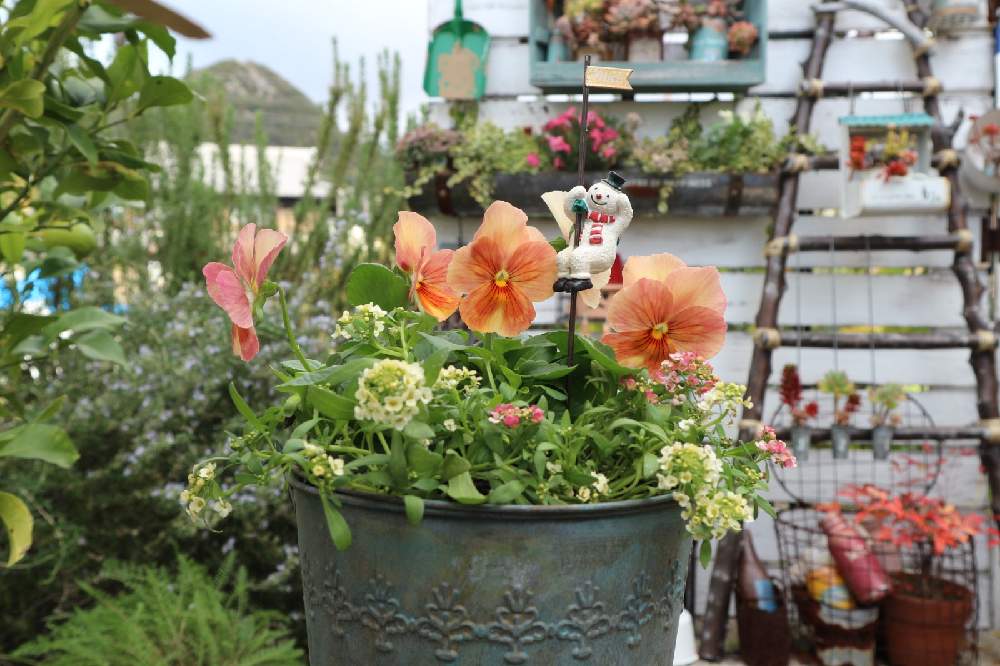 の画像 by nikoさん | ガーデン雑貨とmy gardenとgardeningとガーデンガーデンとビオラ・パンジーと庭の花と手作りの庭とマイガーデンとナチュラルガーデンとおうち園芸と今日の一枚と暮らしを楽しむとナチュラルと庭のある暮らしと雑貨とガーデニングとお花とかわいいな♡とブリキ缶